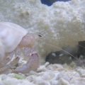 Hermit Crab02