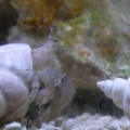Hermit Crab03