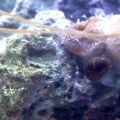 Friend added salt directly to the tank and it looks like its melting..??