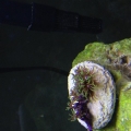 Help me identify this coral