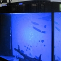 180W LED aquarium light with timer over a tank:175 high power 1Watt LED emitters
High photo-syntheticphoton flux (PPF) to 
penetrate canopy -exceeds PPF of 600W HPS
10k~20k white led color mix with the roya
