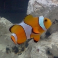 Ocellares Clown