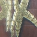 sand sifter starfish