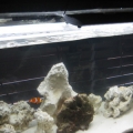 Its still a work in progress.  I'm recharging my old live rock which was dead.  Soon they will be colorful.