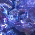 Fish I just got about 2 weeks ago.