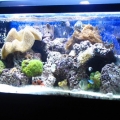 peces 002