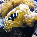 peces 046