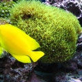 peces 049