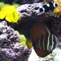 peces 047