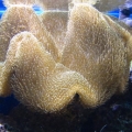peces 048