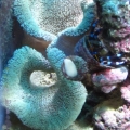 peces 056
