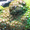 peces 058