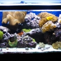 peces 059