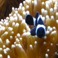 peces 054