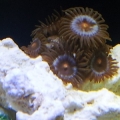 Zoanthids