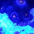 Zoanthids + Actinics