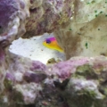 Diadema Dottyback hiding from me and two asternia stars.