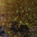 Green Star Polyps