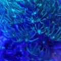 Green Star Polyps + Actinincs