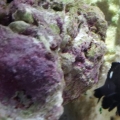 Domino Damsel and Star polyps