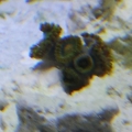 Zoanthids