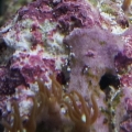 Star Polyps close up.