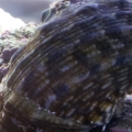Giant snail