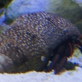 Hermit Crab