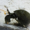 Hermit Crab