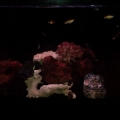 Queens 20120229 00071