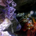 He came out to say hello