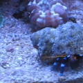 Electric Blue Hermit..Cats Paw in the Background