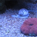 Lobo and snail..