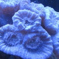 Purple trupets