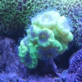 Neon Candy..some purple Monti ...and some GSP that wont extend more than you see here.
