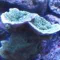 Green monti..and some satin srooms