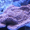 Orange Monti