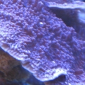 Purple Monti.. tabling nice..