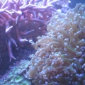 Frog spawn and Birds nest