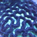 Basic Green and Brown Favia