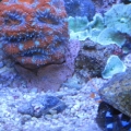 Lord Acan..with the "Blue" the crab