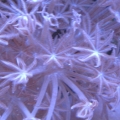 Common Pulsing Xanias