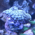 Blue Ricordia