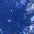 Purple Spiny Urchin
