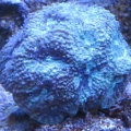 Common Acan