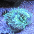 Faviid goniastrea