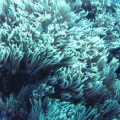Green Star Polyps..The one that REALLY extends