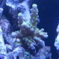 Green Acro..and some Neon green Ricordia to the left