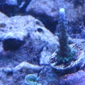 unknown acro, blue/green