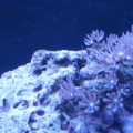 Clove polyps and a couple chromis